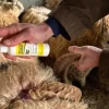 SKT.SKVS100 - SURE KLOT Spray à action rapide Coagulant Vétérinaire 100 ml